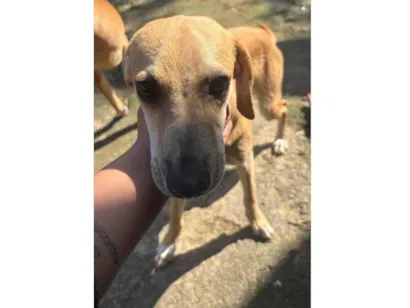 Cachorro raça SRD-ViraLata idade 7 a 11 meses nome Romeu
