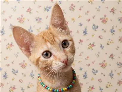 Gato raça SRD-ViraLata idade 2 a 6 meses nome leona
