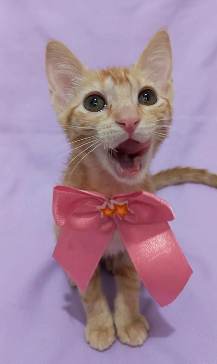 Gato raça SRD-ViraLata idade 2 a 6 meses nome leona
