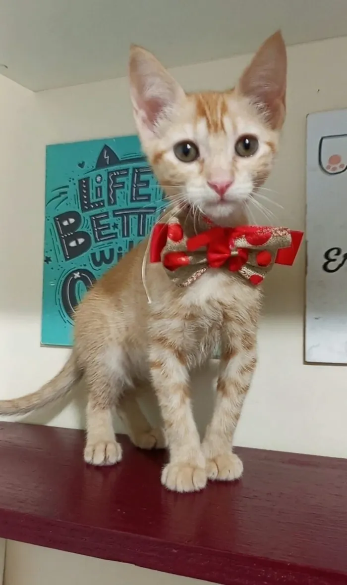 Gato raça SRD-ViraLata idade 2 a 6 meses nome leona