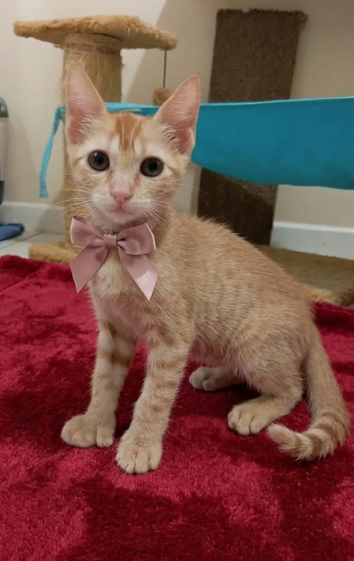 Gato raça SRD-ViraLata idade 2 a 6 meses nome leona