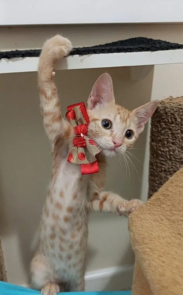 Gato raça SRD-ViraLata idade 2 a 6 meses nome leona