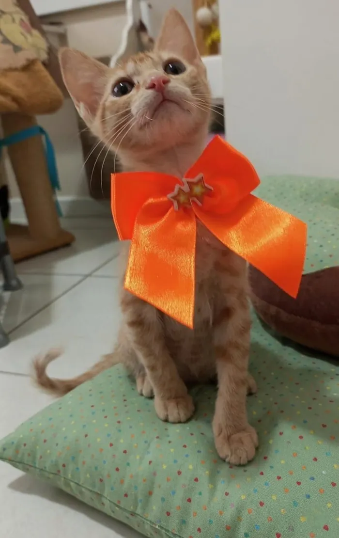 Gato raça SRD-ViraLata idade 2 a 6 meses nome leona