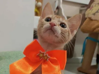 Gato raça SRD-ViraLata idade 2 a 6 meses nome leona