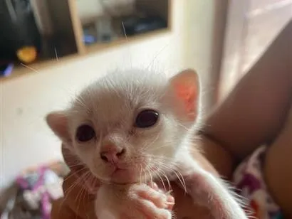 Gato raça SRD-ViraLata idade Abaixo de 2 meses nome não tem nome 