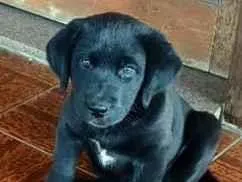 Cachorro raça Labrador idade Abaixo de 2 meses nome lili