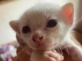 Gato raça SRD-ViraLata idade Abaixo de 2 meses nome não tem nome 