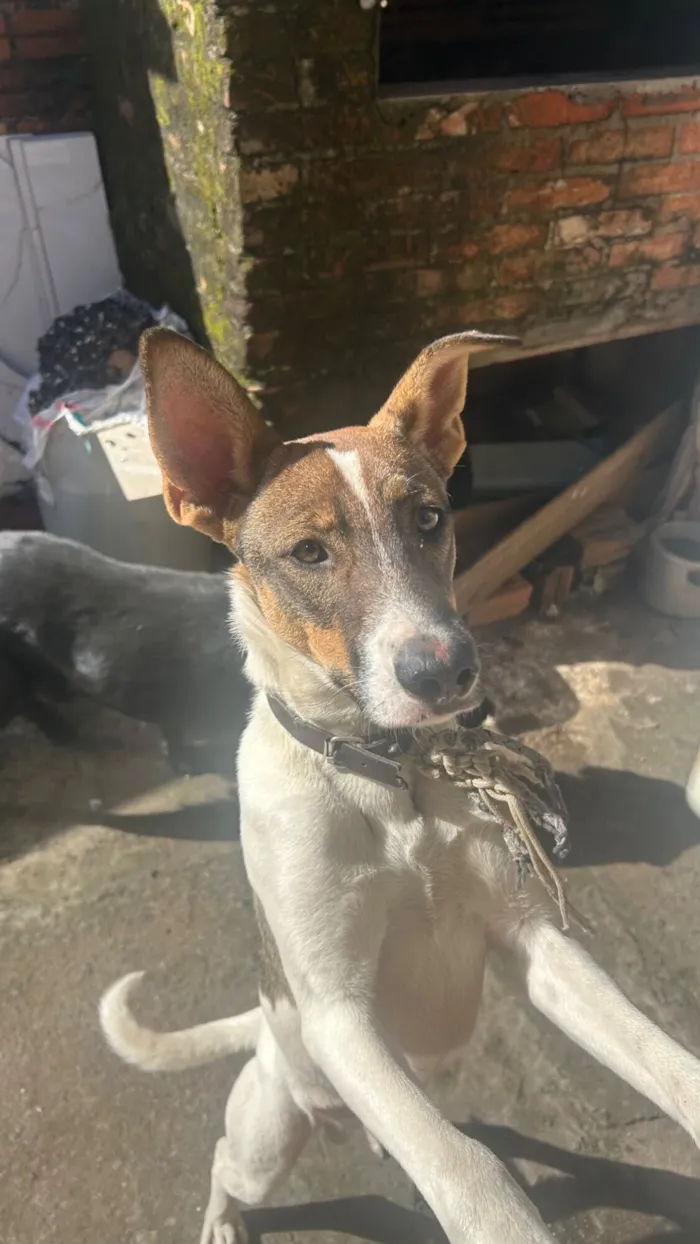 Cachorro raça SRD-ViraLata idade 7 a 11 meses nome Gigante 