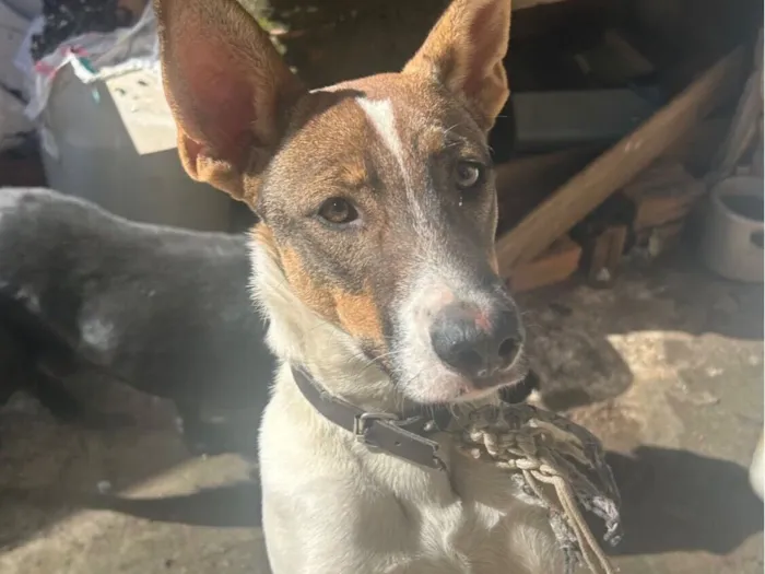 Cachorro raça SRD-ViraLata idade 7 a 11 meses nome Gigante 