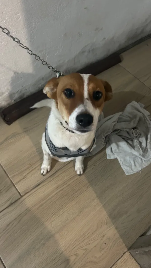Cachorro raça SRD-ViraLata idade 7 a 11 meses nome Meg