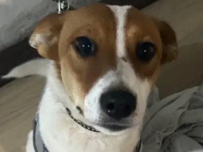 Cachorro raça SRD-ViraLata idade 7 a 11 meses nome Meg