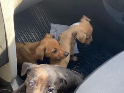 Cachorro raça SRD-ViraLata idade Abaixo de 2 meses nome A Escolher 