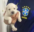 Cachorrinhos 