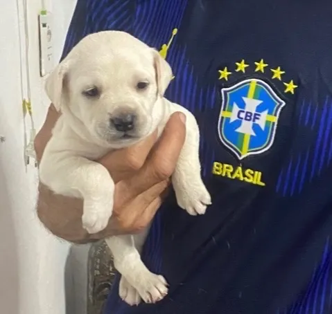 Cachorro raça SRD-ViraLata idade Abaixo de 2 meses nome Cachorrinhos 