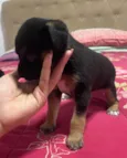 Cachorrinhos 