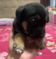 Cachorrinhos 