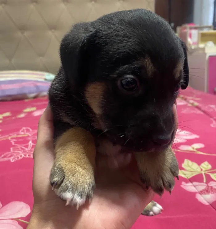 Cachorro raça SRD-ViraLata idade Abaixo de 2 meses nome Cachorrinhos 