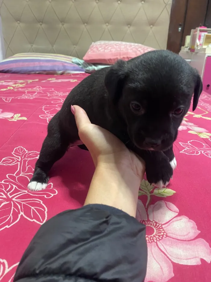Cachorro raça SRD-ViraLata idade Abaixo de 2 meses nome Cachorrinhos 
