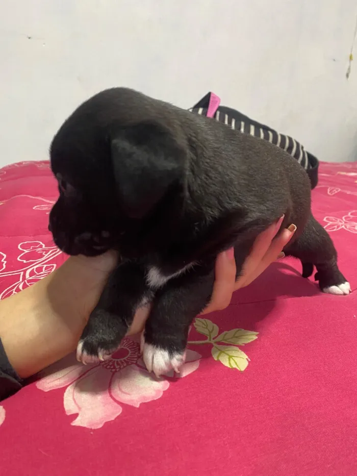 Cachorro raça SRD-ViraLata idade Abaixo de 2 meses nome Cachorrinhos 