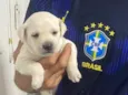 Cachorrinhos 