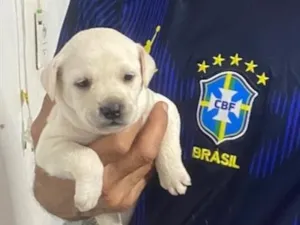 Cachorro raça SRD-ViraLata idade Abaixo de 2 meses nome Cachorrinhos 