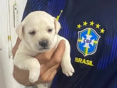 Cachorro raça SRD-ViraLata idade Abaixo de 2 meses nome Cachorrinhos 