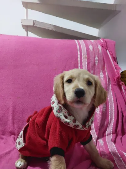 Cachorro raça SRD-ViraLata idade 7 a 11 meses nome Elis