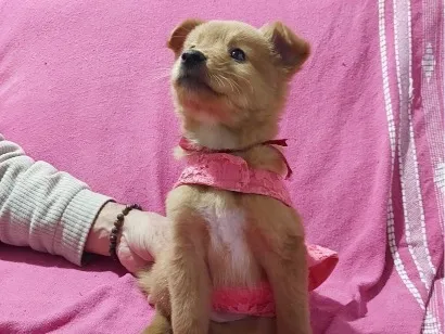 Cachorro raça SRD-ViraLata idade 2 a 6 meses nome Rita
