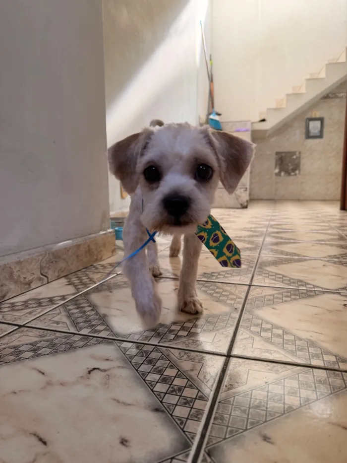 Cachorro raça Shitzu idade 2 a 6 meses nome não tem nome. 