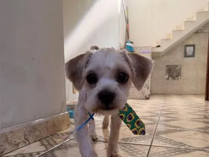 Cachorro raça Shitzu idade 2 a 6 meses nome não tem nome. 