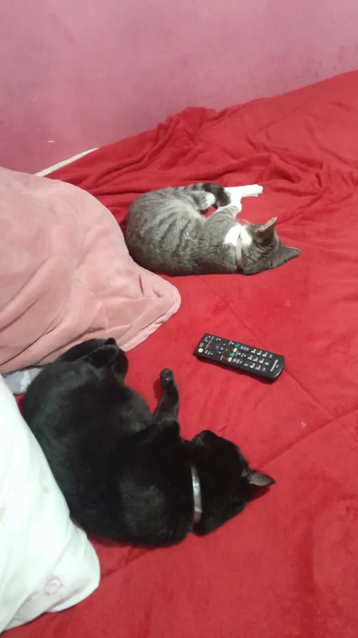 Gato raça SRD-ViraLata idade 7 a 11 meses nome Fuzarca 
