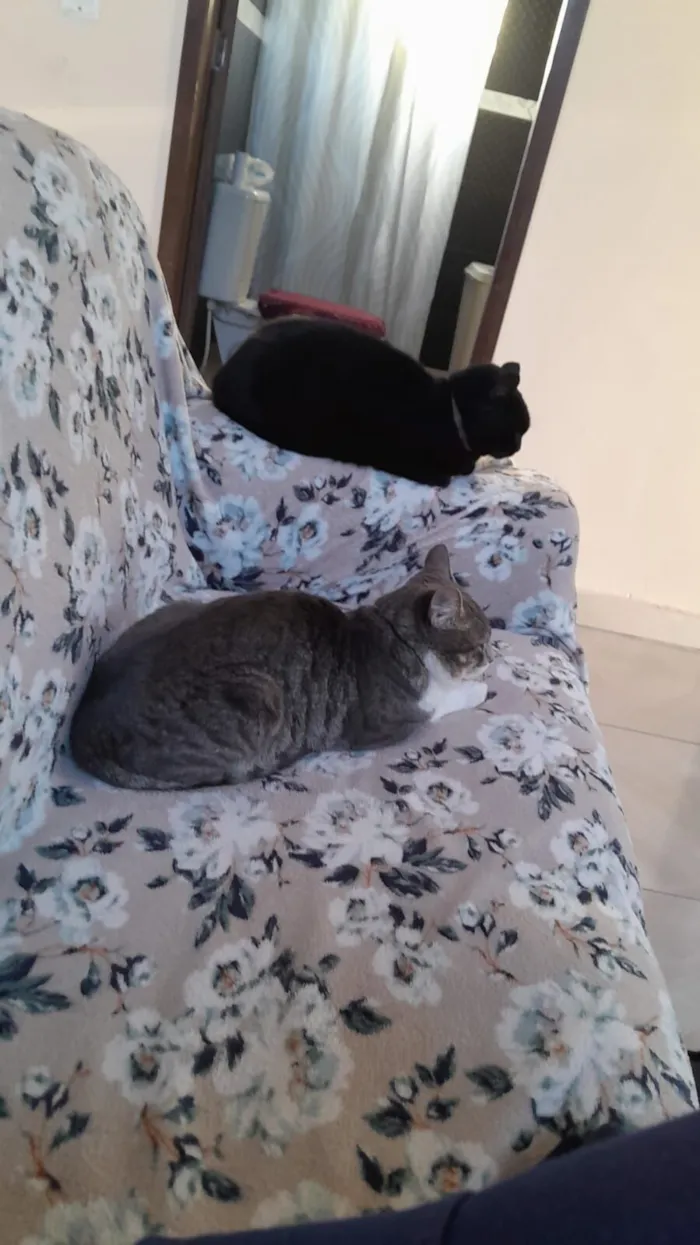 Gato raça SRD-ViraLata idade 7 a 11 meses nome Fuzarca 