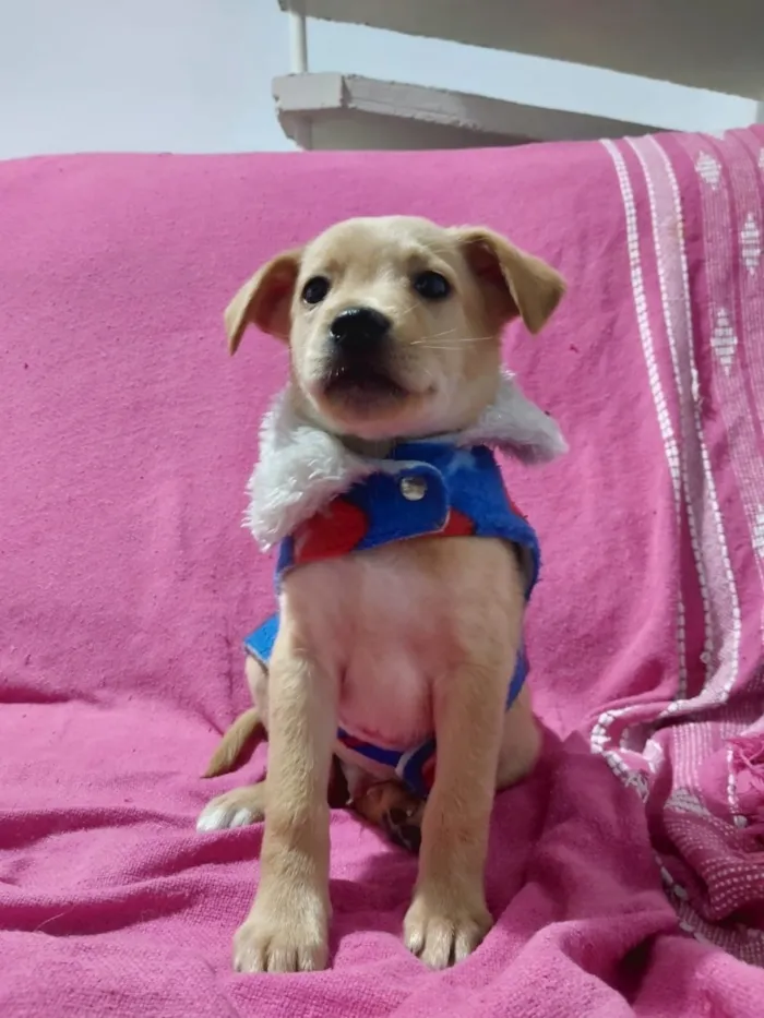 Cachorro raça SRD-ViraLata idade 2 a 6 meses nome Lo Borges