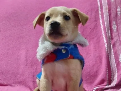 Cachorro raça SRD-ViraLata idade 2 a 6 meses nome Lo Borges