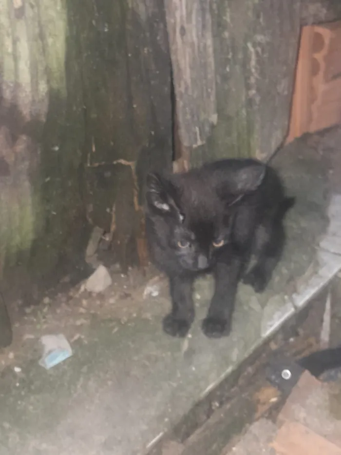 Gato raça SRD-ViraLata idade 2 a 6 meses nome 3 gatitos