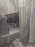 3 gatitos