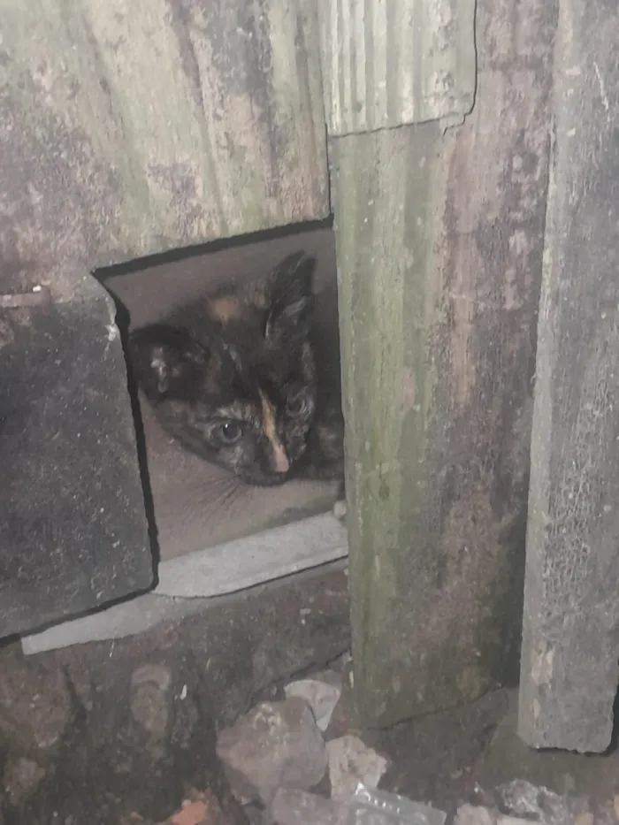 Gato raça SRD-ViraLata idade 2 a 6 meses nome 3 gatitos
