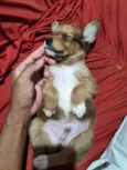 bobby
