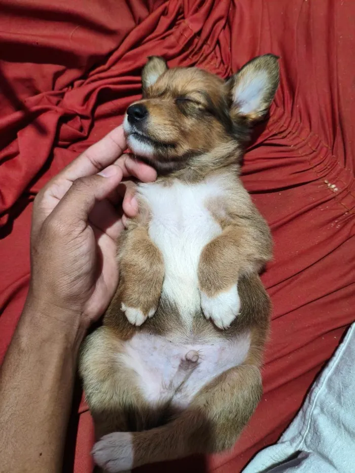 Cachorro raça SRD-ViraLata idade Abaixo de 2 meses nome bobby