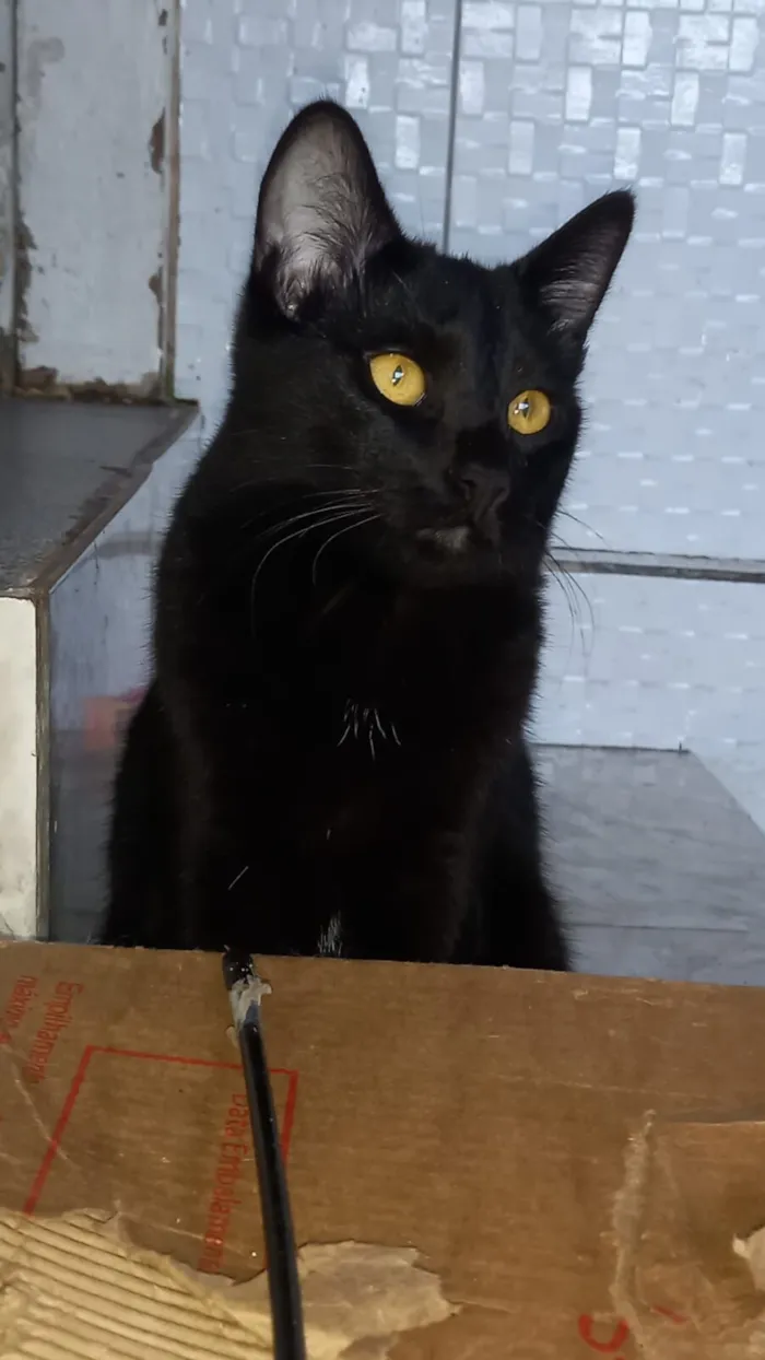 Gato raça SRD-ViraLata idade 2 a 6 meses nome Uruz e Berkana
