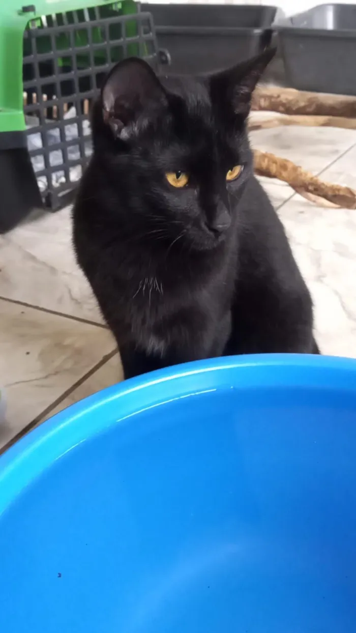 Gato raça SRD-ViraLata idade 2 a 6 meses nome Uruz e Berkana