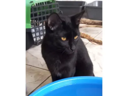 Gato raça SRD-ViraLata idade 2 a 6 meses nome Pantera ,Uruz e Berkana