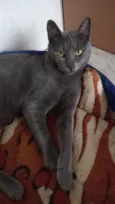 Morgana cinza