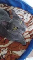 Morgana cinza