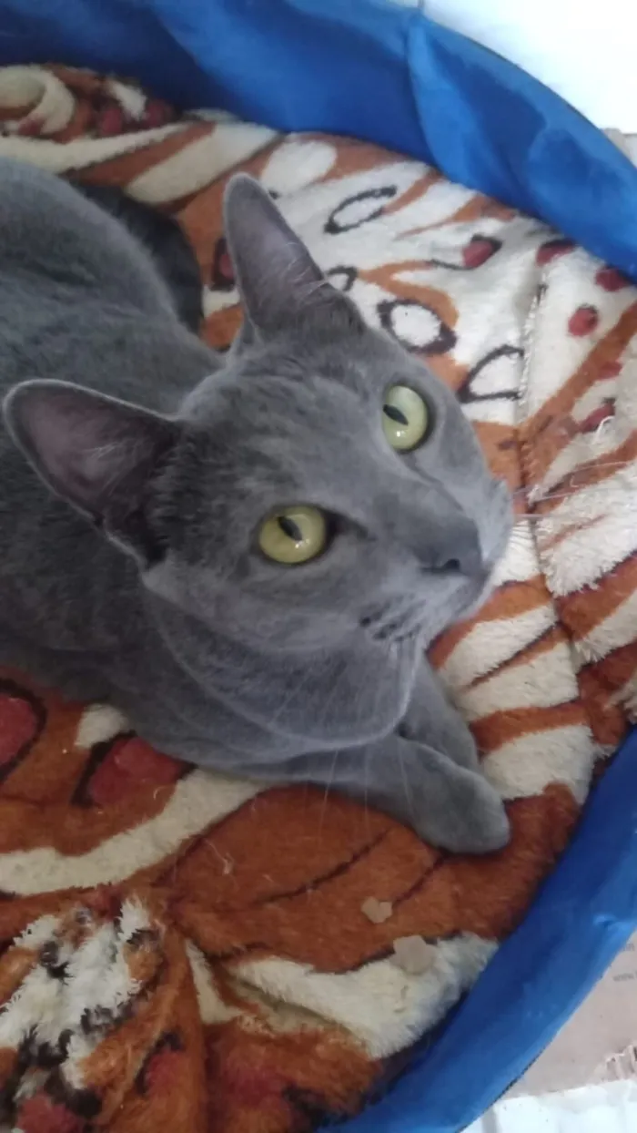 Gato raça SRD-ViraLata idade 1 ano nome Morgana cinza