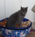 Morgana cinza