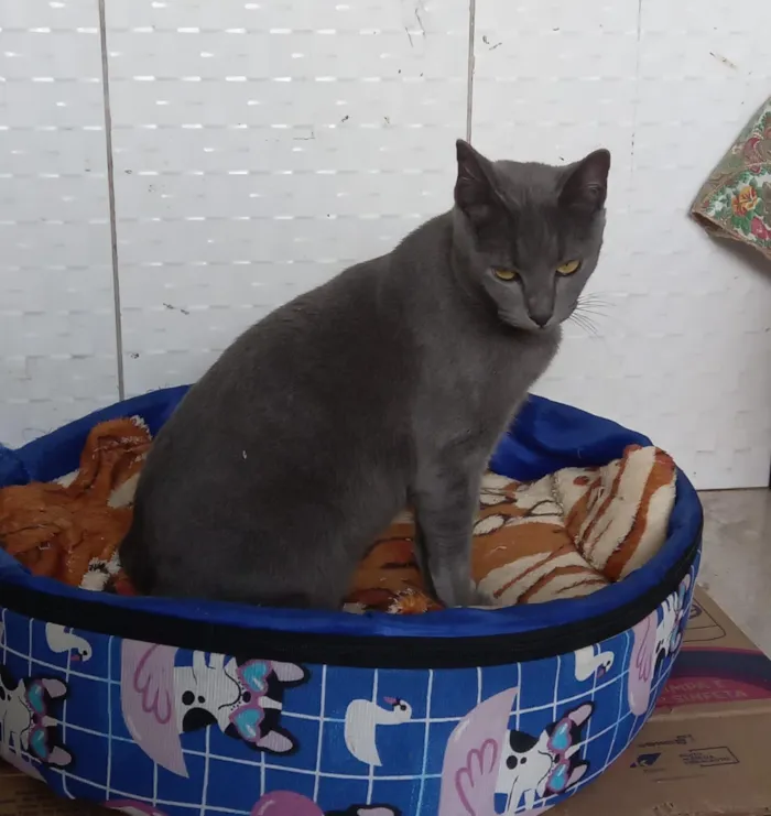 Gato raça SRD-ViraLata idade 1 ano nome Morgana cinza