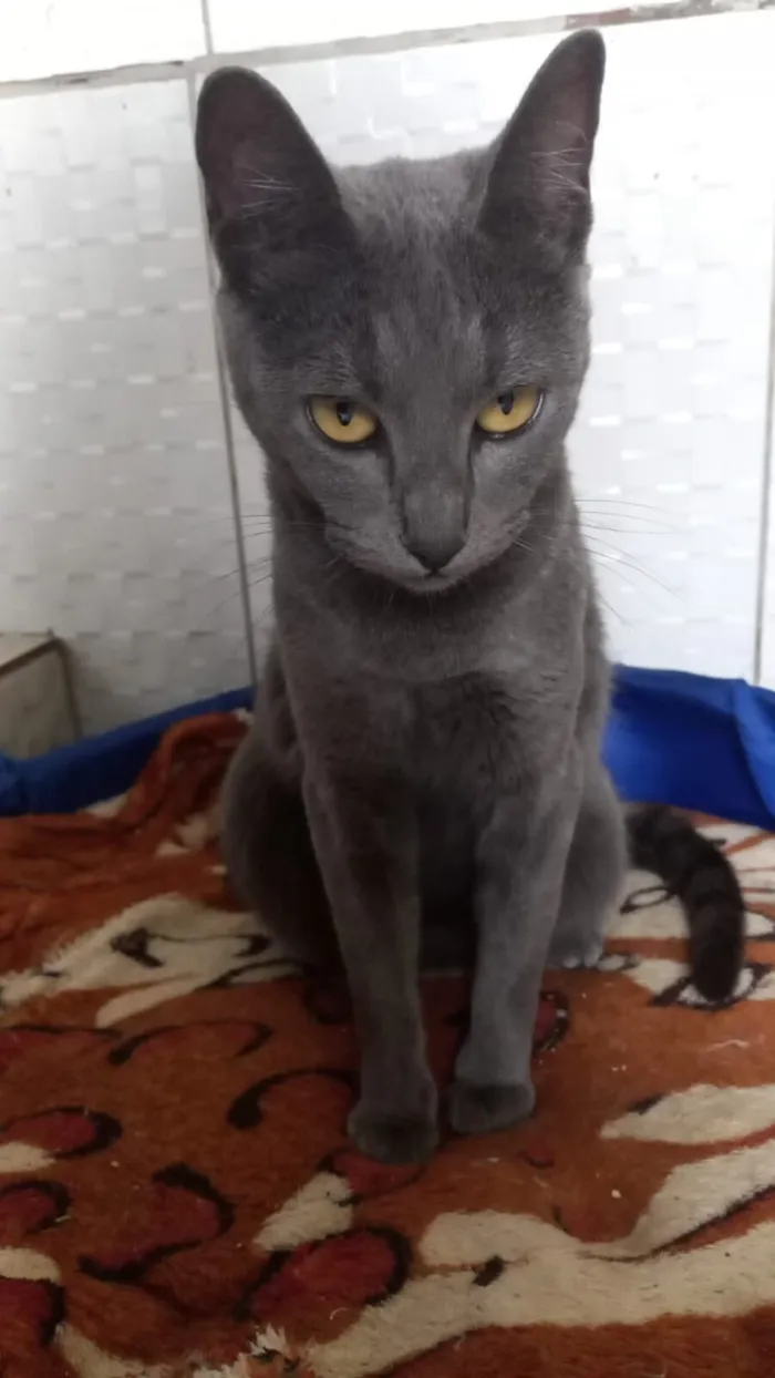Gato raça SRD-ViraLata idade 1 ano nome Morgana cinza