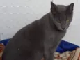 Morgana cinza