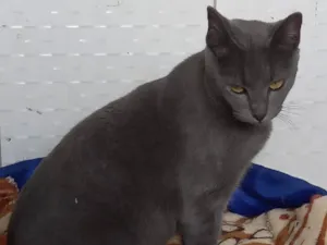 Gato raça SRD-ViraLata idade 1 ano nome Morgana cinza